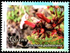 Colnect-4259-842-Cinchona-pubescens.jpg