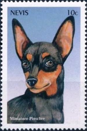 Colnect-4411-461-Miniature-pinscher.jpg