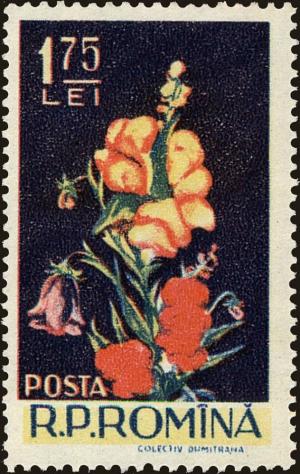 Colnect-4419-242-Antirrhinum-majus-Campanula-sp.jpg