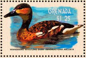 Colnect-4536-169-Wandering-Whistling-Duck----Dendrocygna-arcuata.jpg