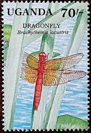 Colnect-5039-553-Red-Groundling-Brachythemis-lacustris.jpg