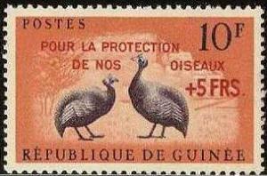 Colnect-540-738-Helmeted-Guineafowl-Numida-meleagris.jpg