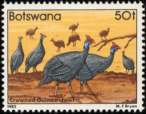 Colnect-597-751-Helmeted-Guineafowl-Numida-meleagris.jpg