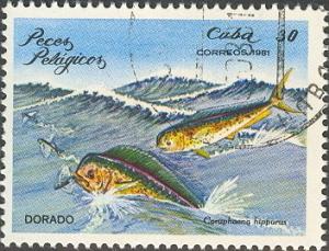 Colnect-666-450-Common-Dolphinfish-Coryphaena-hippurus.jpg