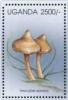 Colnect-6027-781-Inocybe-sororia.jpg