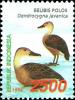 Colnect-4824-718-Lesser-Whistling-Duck-Dendrocygna-javanica.jpg