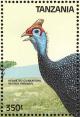 Colnect-1745-653-Helmeted-Guineafowl-Numidia-meleagris.jpg