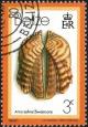 Colnect-2909-462-Turkey-Wing-Ark-Clam-Arca-zebra.jpg