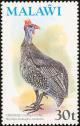 Colnect-864-255-Helmeted-Guineafowl-Numida-meleagris.jpg