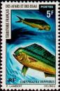 Colnect-792-320-Common-Dolphinfish-Coryphaena-hippurus.jpg