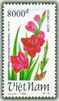 Colnect-1656-471-Magenta-gladioli-Gladiolus-hybridus-hort.jpg