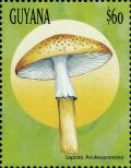 Colnect-3117-566-Lepiota-acutesquamosa.jpg