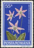 Colnect-5086-953-Dog-s-Tooth-Violet-Erythronium-dens-canis.jpg