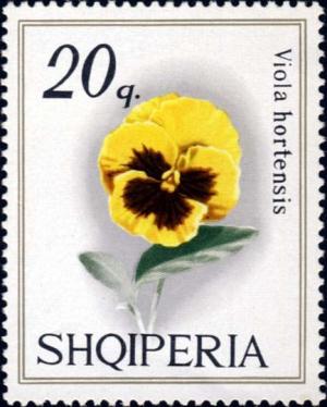 Colnect-1409-228-Pansy-Viola-tricolor-hortensis.jpg