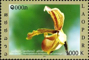 Colnect-3073-619-Paphiopedilum-barbigerum.jpg