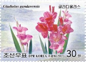 Colnect-3261-555-Garden-gladiolus-Gladiolus-gandavensis.jpg