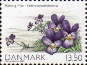 Colnect-4257-470-Dune-pansy-Viola-tricolor-subsp-maritima.jpg