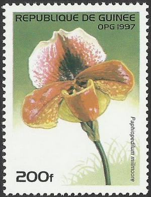 Colnect-5578-481-Paphiopedilum-millmoore.jpg