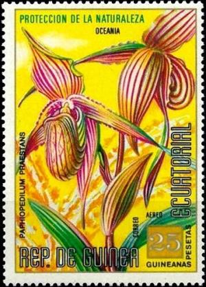 Colnect-5878-068-Paphiopedilum-praestans.jpg