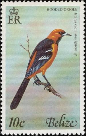 Colnect-740-526-Hooded-Oriole-Icterus-cucullatus.jpg