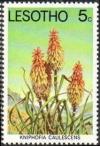 Colnect-1730-110-Kniphofia-caulescens.jpg