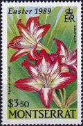 Colnect-3924-346-Hippeastrum-hybrid.jpg