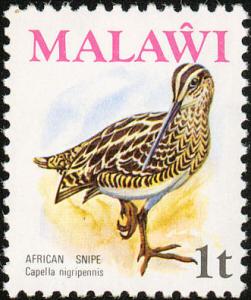 Colnect-864-247-African-Snipe-Gallinago-nigripennis.jpg