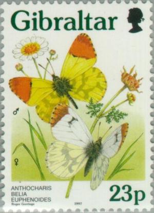 Colnect-120-849-Moroccan-Orange-Tip-Anthocharis-belia-euphenoides.jpg