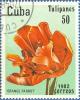 Colnect-671-134-Tulip--Orange-Parrot-.jpg