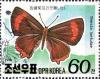 Colnect-2238-982-Brown-Hairstreak-Thecla-betulae.jpg