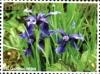 Colnect-3483-351-Iris-Goniocarpa.jpg