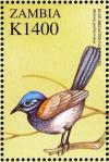 Colnect-3507-686-Blue-breasted-Fairywren%C2%A0-%C2%A0Malurus-pulcherrimus.jpg