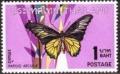 Colnect-484-218-Golden-Birdwing-Troides-aeacus.jpg