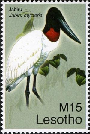 Colnect-1618-697-Jabiru-Jabiru-mycteria.jpg