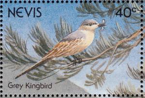 Colnect-1646-394-Grey-Kingbird-Tyrannus-dominicensis.jpg