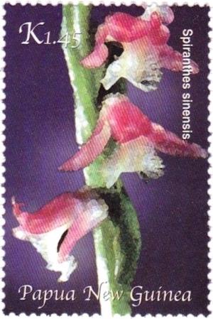 Colnect-2923-716-Spiranthes-sinensis.jpg