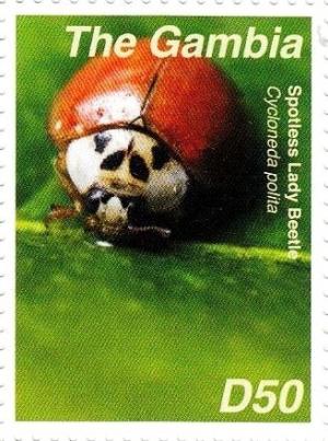 Colnect-3611-920-Spotless-Ladybird-Beetle-Cycloneda-sanguinea.jpg