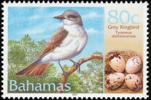 Colnect-577-589-Gray-Kingbird-Tyrannus-dominicensis.jpg