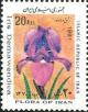 Colnect-2116-888-Iris-demawendica.jpg