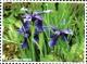 Colnect-3483-351-Iris-Goniocarpa.jpg