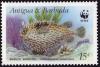 Colnect-1286-324-Bridled-Burrfish-Chilomycterus-antennatus.jpg