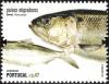 Colnect-1397-252-Allis-Shad-Alosa-alosa.jpg