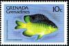 Colnect-2368-795-Cocoa-Damselfish-Eupomacentrus-variabilis.jpg