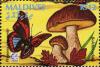 Colnect-2978-878-Cep-Boletus-edulis-Brush-footed-Prepona-Prepona-.jpg