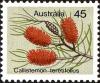 Colnect-4010-725-Callistemon-teretifolius.jpg