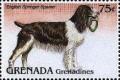 Colnect-4373-688-English-springer-spaniel.jpg