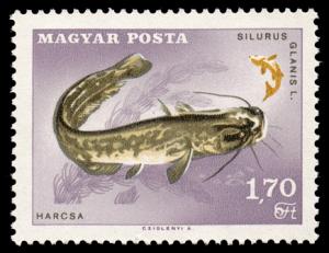 1845_Catfish_170.jpg