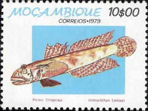 Colnect-1116-035-Bony-Fish-Gobiichthys-lemayi.jpg