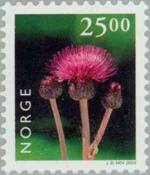 Colnect-162-685-Thistle-Cirsium-sp.jpg