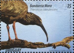 Colnect-3047-161-Plumbeous-Ibis-Theristicus-caerulescens.jpg